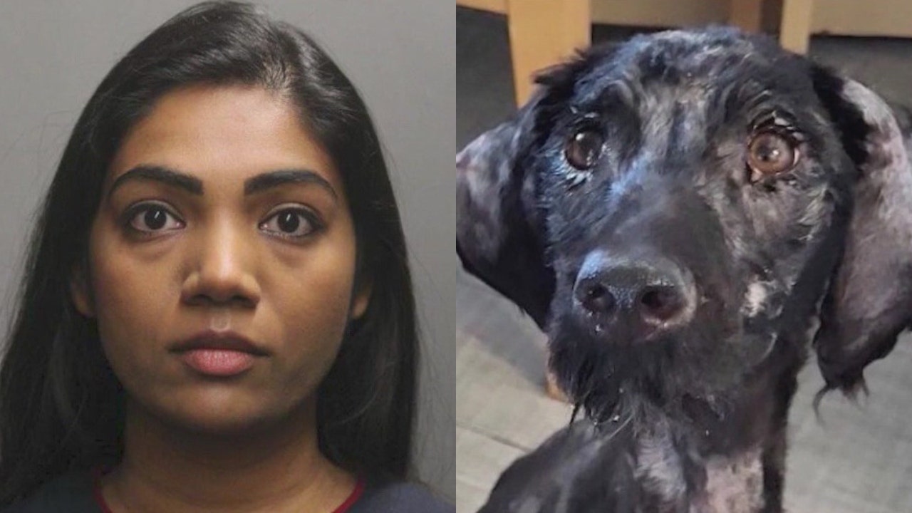 Chicago pediatrician facing animal abuse charges after emaciated dog