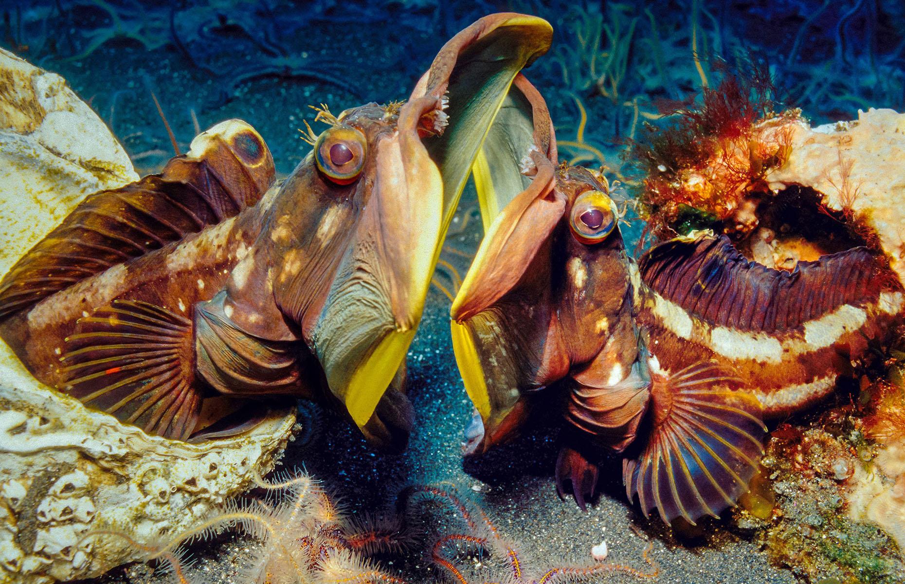 You won't believe these strangelooking creatures are real