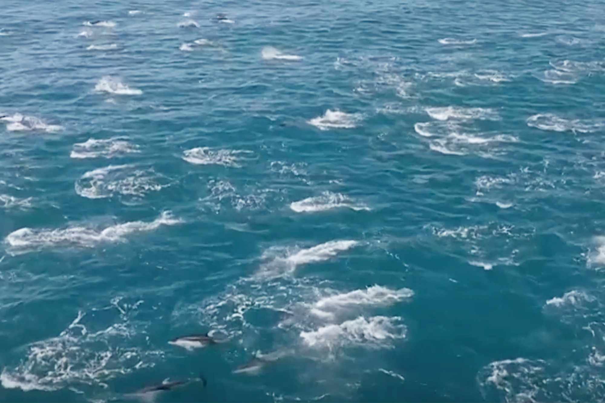 Whale Watching Group Captures Stunning Video of 2,000 Dolphins Leaping(00)