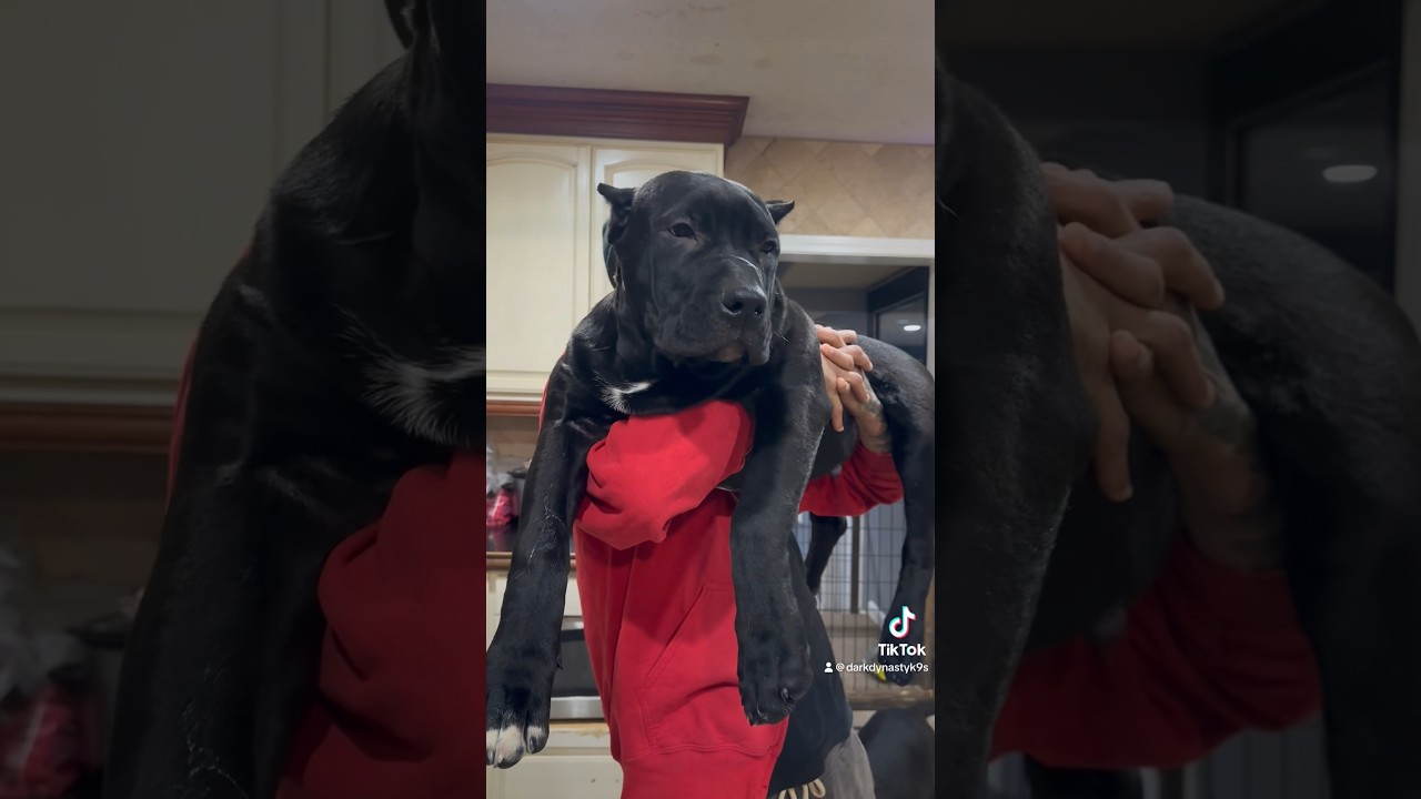 See the incredible 17 weeks of growth in this puppy
