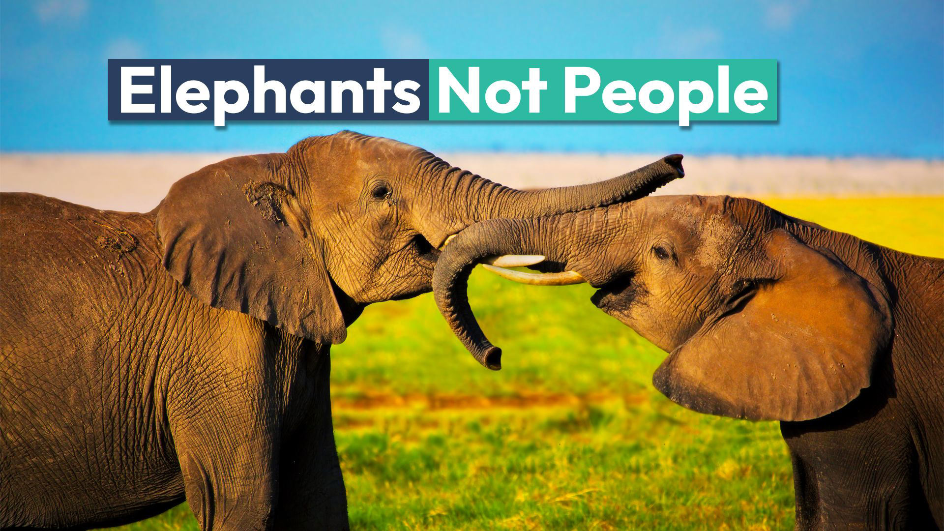 Elephants Aren #39 t People Colorado Supreme Court Rules Elephants Aren #39 t People Colorado Supreme Court Rules