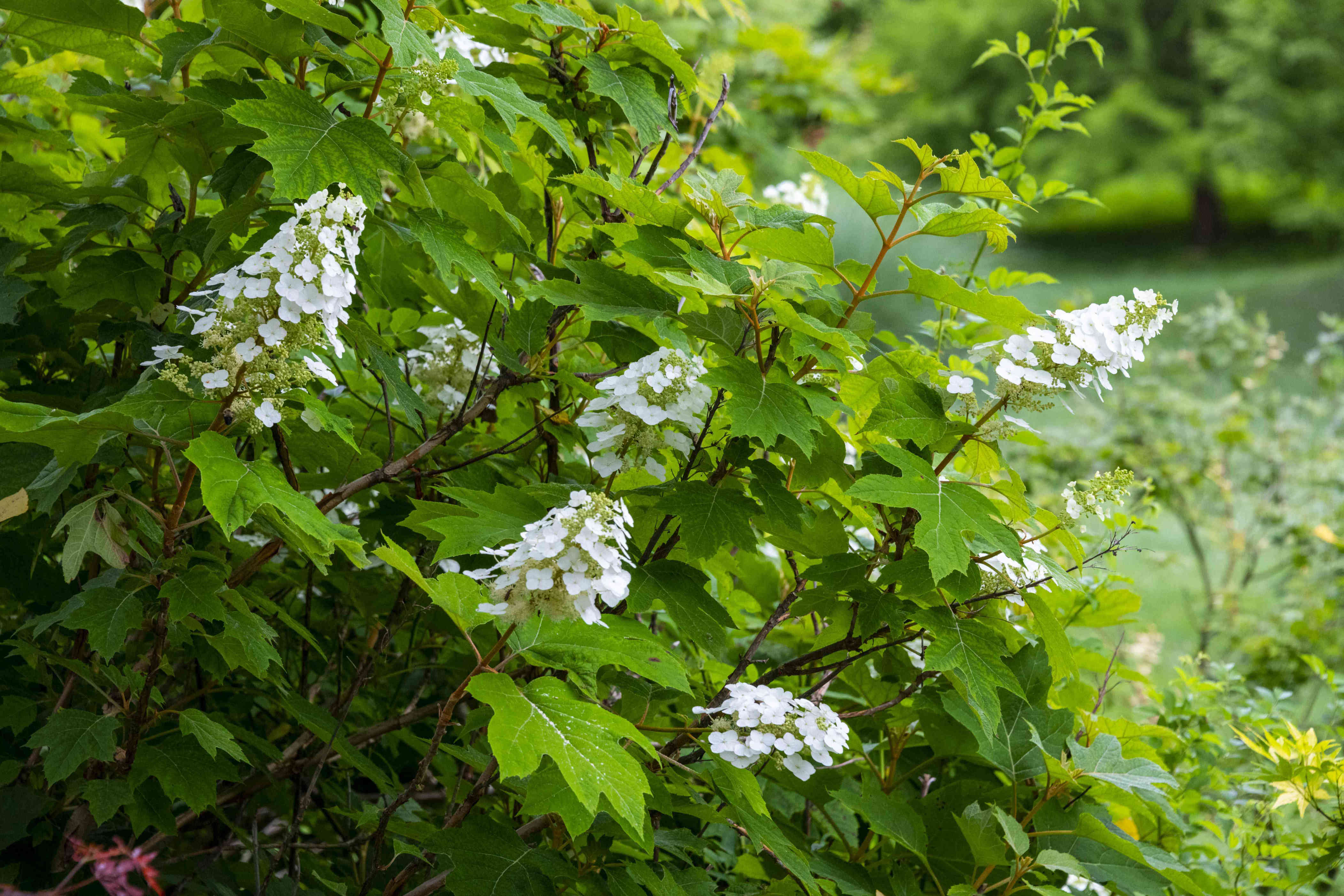 What’s the difference between old wood and new wood hydrangeas—and why ...