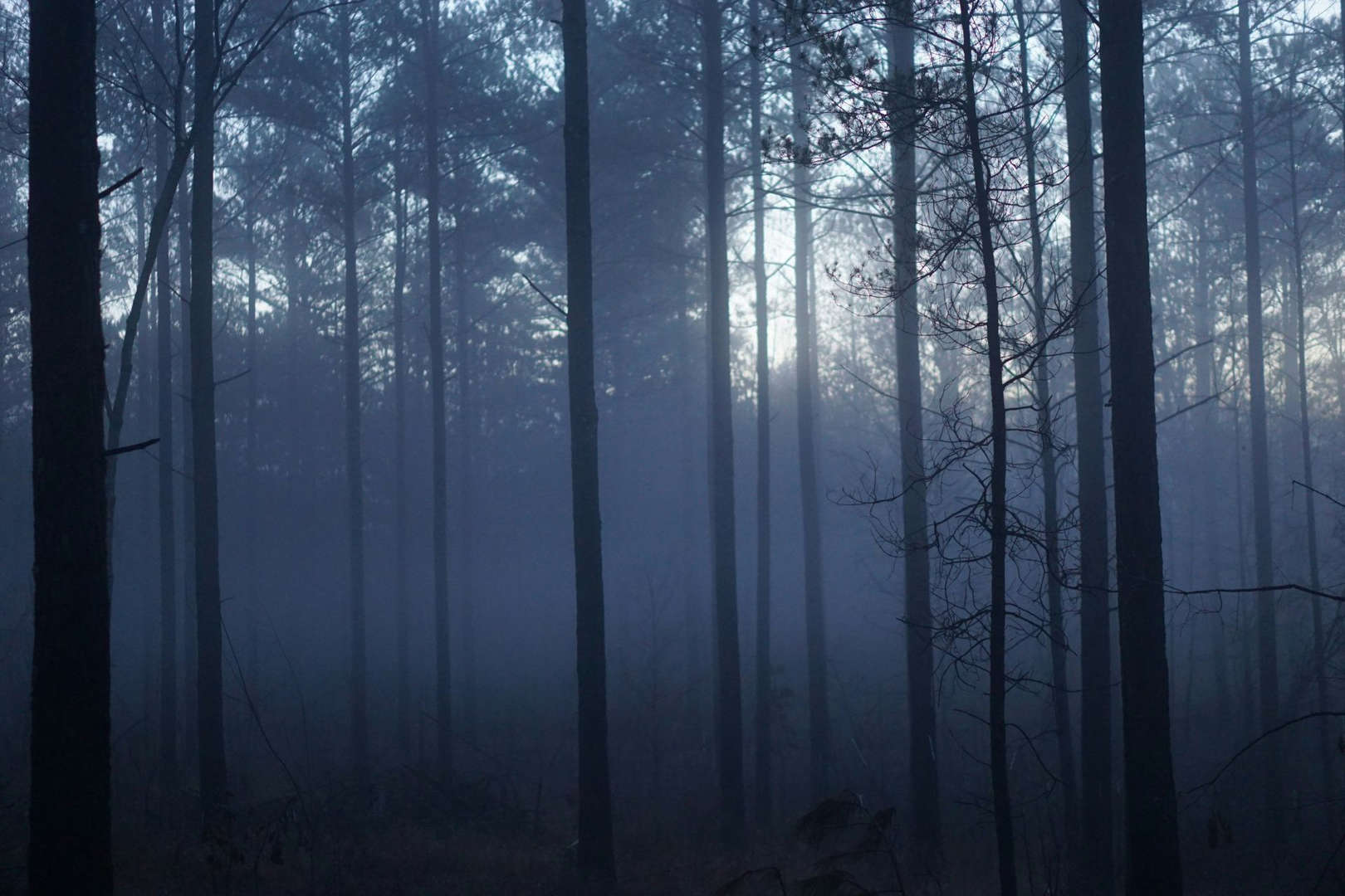 L'impact sur l’évolution