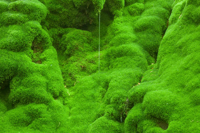 Des forêts plus denses