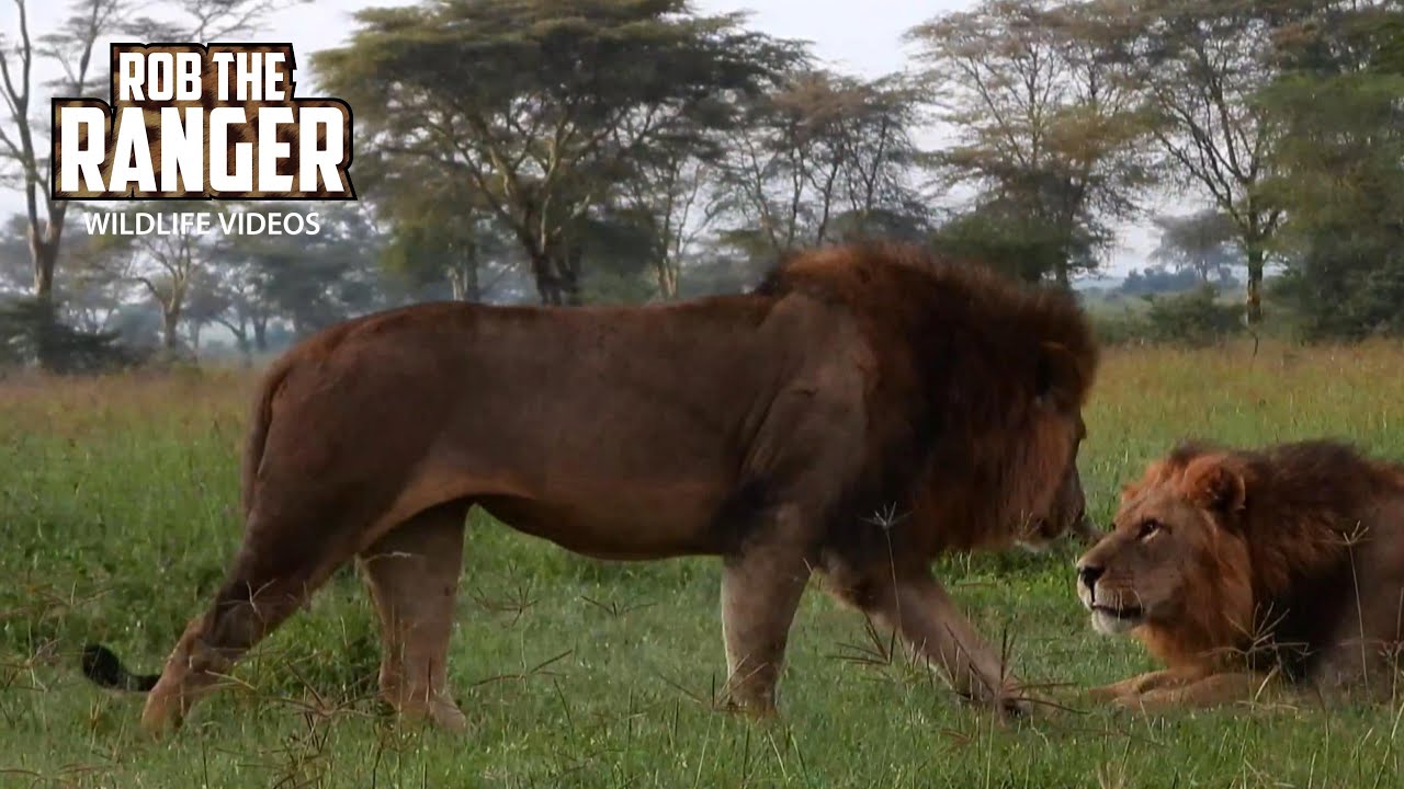 Watch dominant lion coalition patrol Lake Nakuru with Zebra Plains On Tour