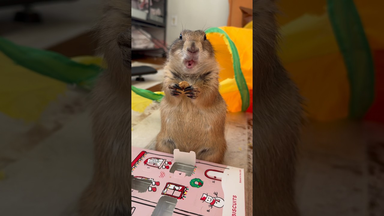Prairie dog opens her advent calendar for another day