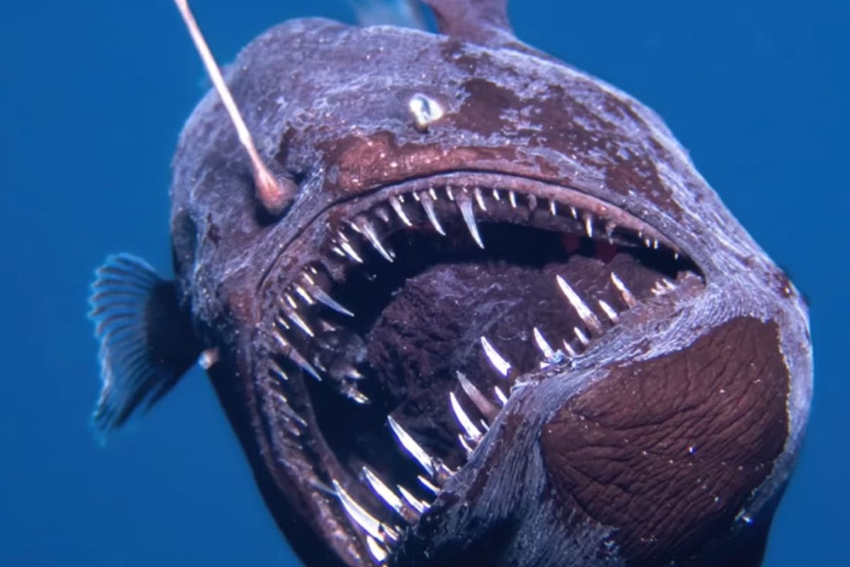 Why Did The Deep Sea Anglerfish Rise Thousands of Feet in the Ocean
