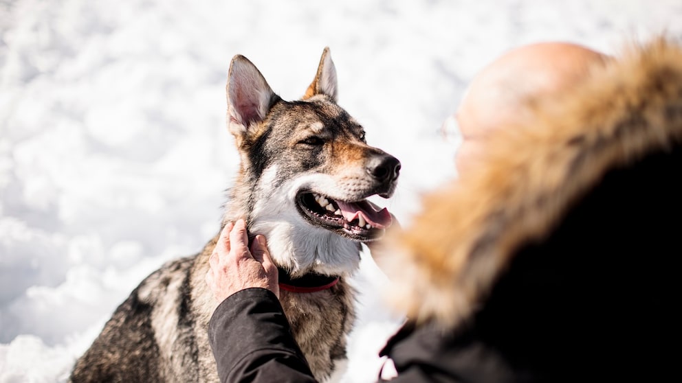 Hat sich der Wolf selbst zum Hund gemacht?