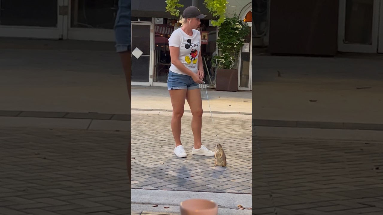 Prairie dog explores outside with its owner