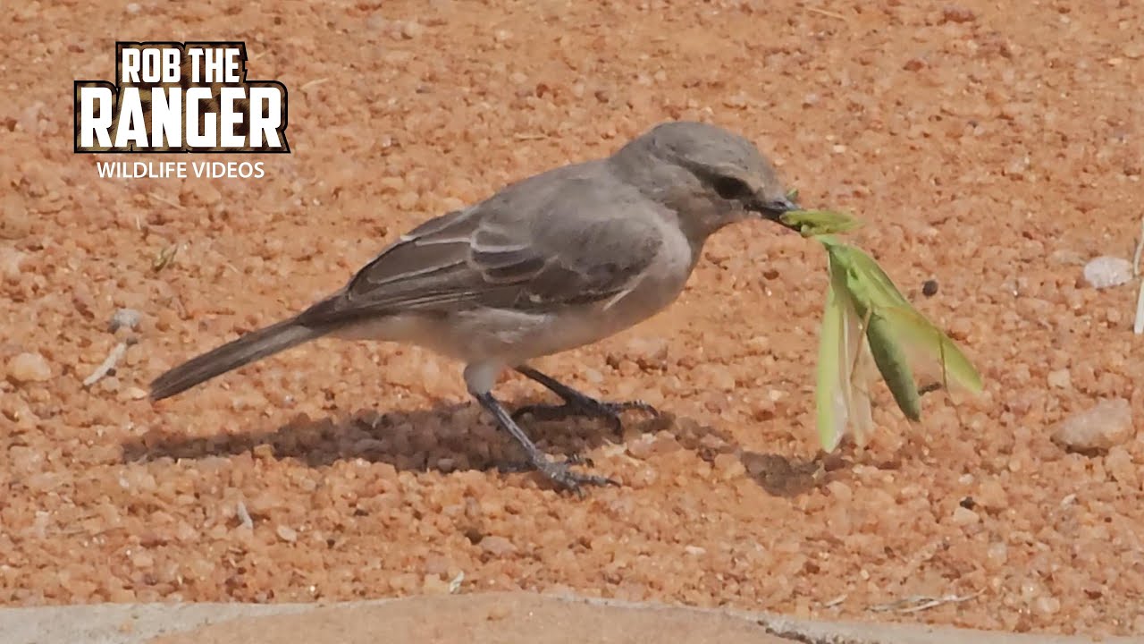 Flycatcher Faces Off With Praying Mantis in Nature Duel