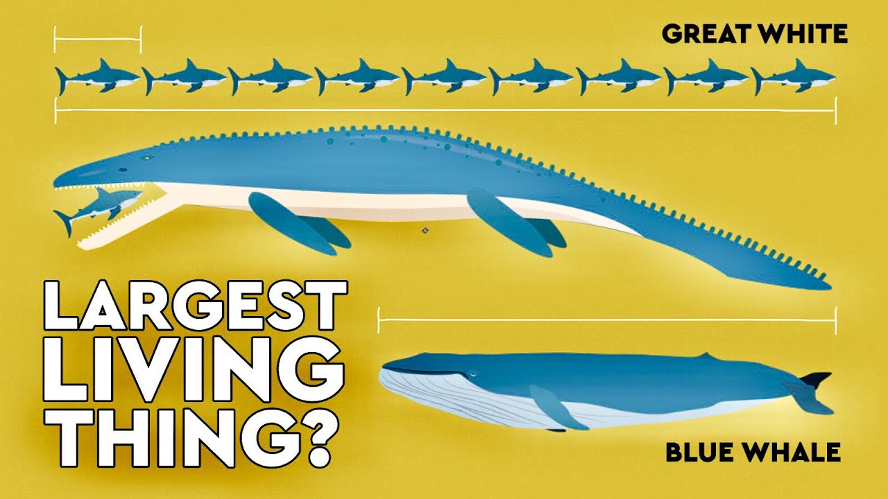 Amazing facts about the largest living organisms ever