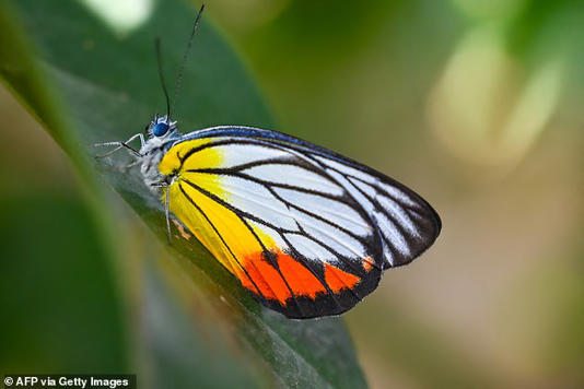 File photo. Authorities are investigating whether butterfly toxins caused the death