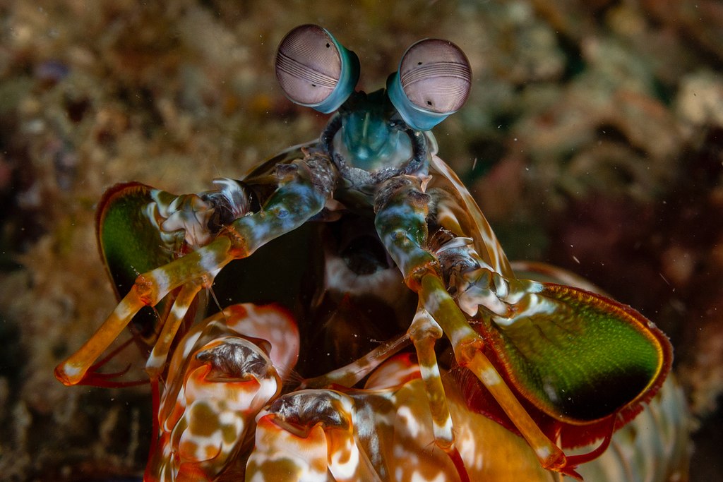 Conheça o camarão-louva-a-deus, a espécie com os olhos mais complexos do reino animal