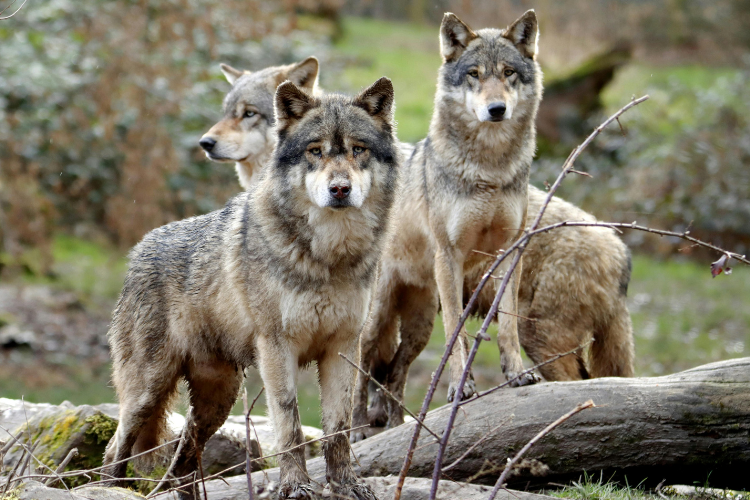 The Wolf Comeback No One Saw Coming These U.S. States Are Seeing a