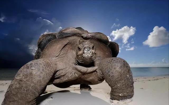 黄河巨龟传奇：科学揭秘1965年的神秘现身