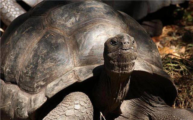 黄河巨龟传奇：科学揭秘1965年的神秘现身