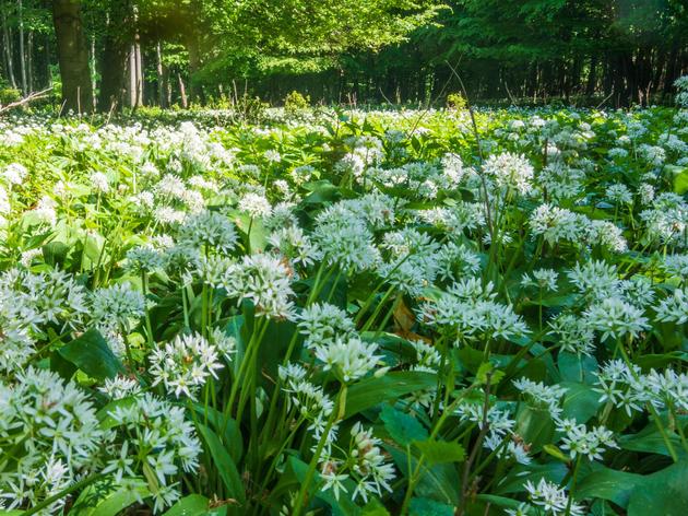 Ewiges Gemüse einmal pflanzen und für immer ernten