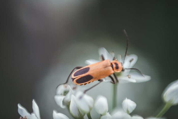Garden Beetles: Helpful Backyard Bugs