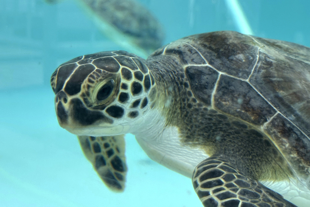 Sea turtles return to the Atlantic Ocean off Florida after being ...