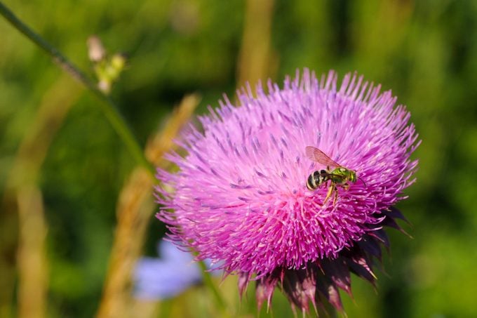 Bee On Thistle