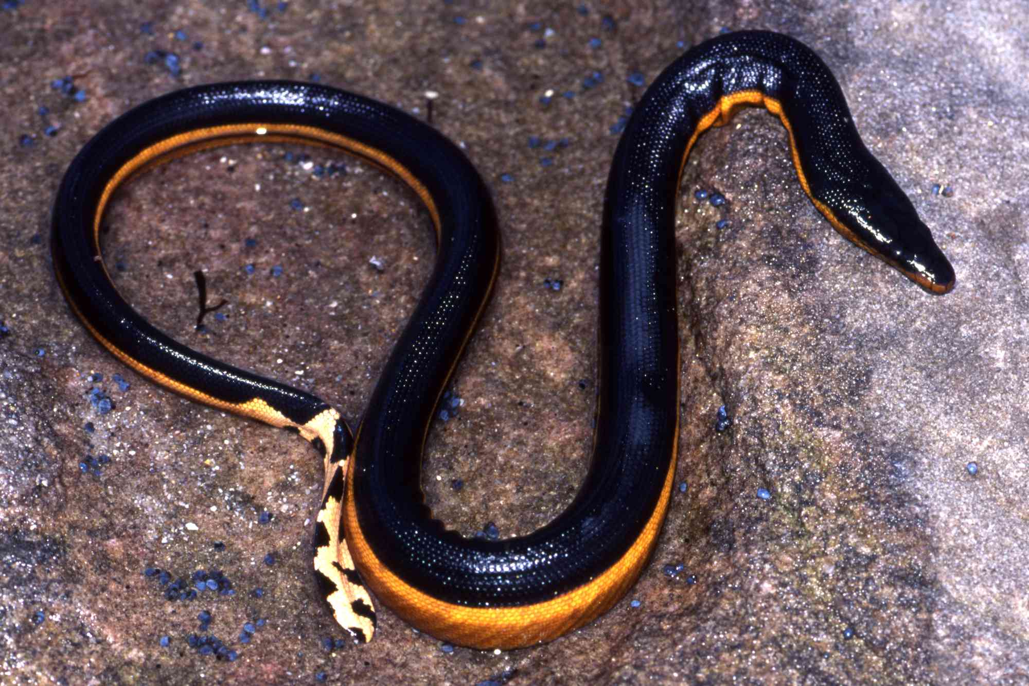 State Officials Urge Caution After 'Rare' Sea Snake ‘More Venomous Than(00)