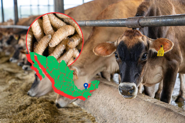 Freno a exportación de ganado a EEUU por “gusano barrenador” dejará pérdidas millonarias: Ganaderos de México