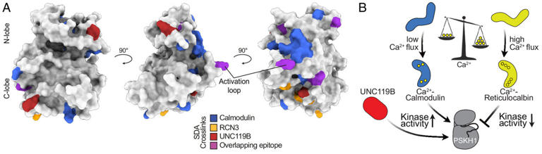 Allosteric binders converge on common sites on PSKH1. Credit: Proceedings of the National Academy of Sciences (2025). DOI: 10.1073/pnas.2420961122