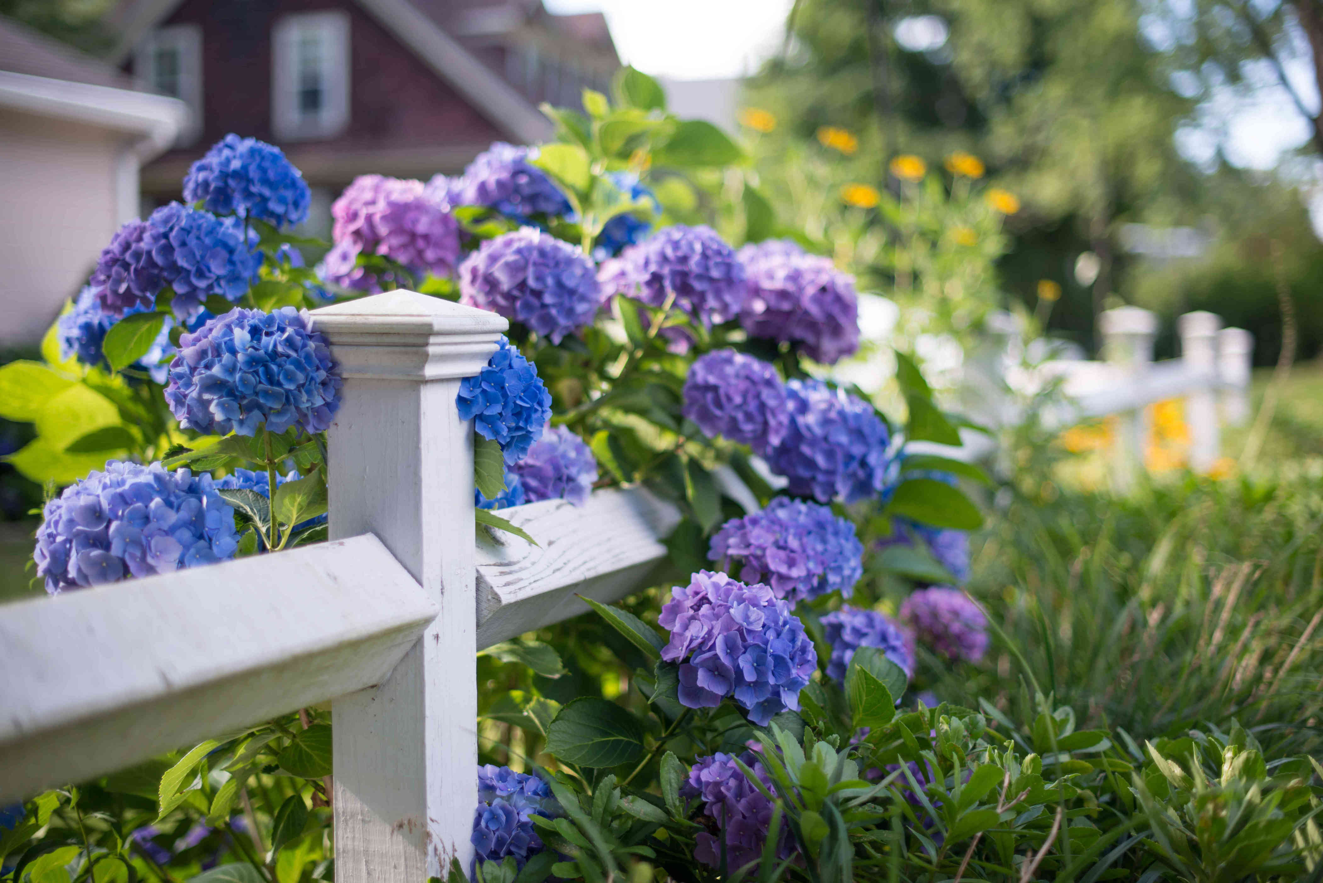 How to Propagate Hydrangeas for an Endless Supply of Spring and Summer ...
