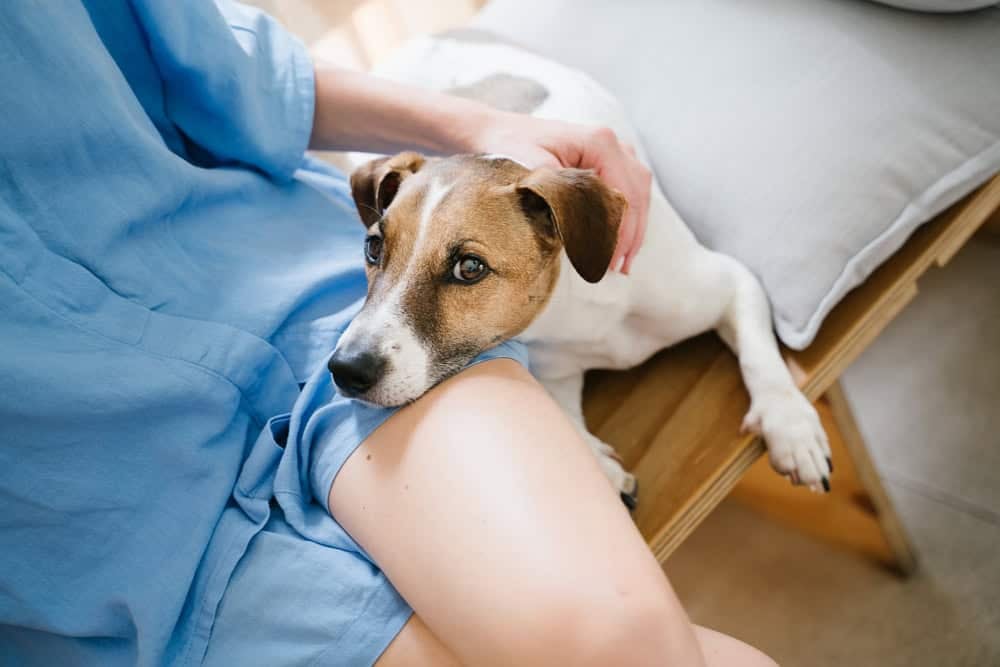 15-reasons-why-your-dog-follows-you-everywhere