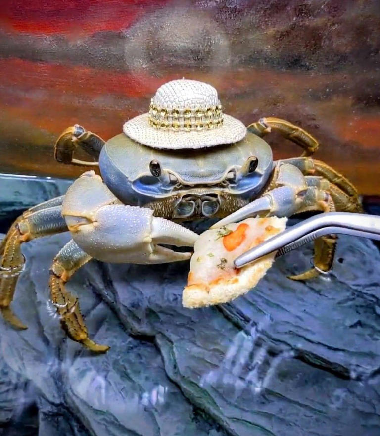TikTok Mourns The Sudden Passing Of Beloved Howie The Crab(02)