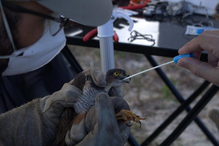 Pesquisadores também fizeram a avaliação de bactérias nas aves do entorno. Foto: UFSC/Divulgação