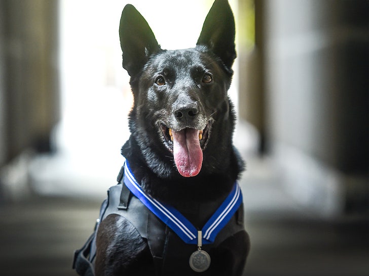 Secret Service Dog 'Hurricane,' Who Stopped White House Intruder, Dead