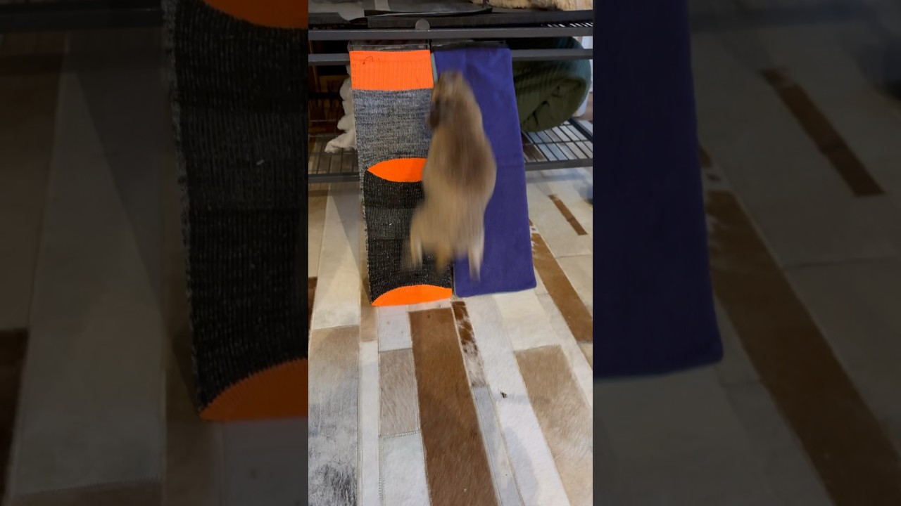 Cute prairie dog races up ramp for snack time