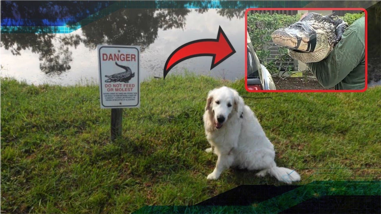 75 Year Old Man Fights Off Alligator To Save His Dog’s Life
