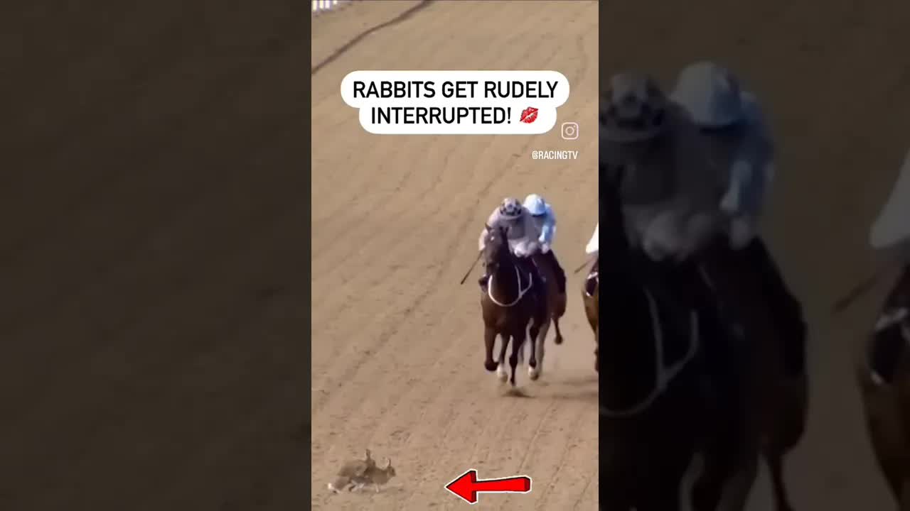 Rabbits Interrupt Horse Race