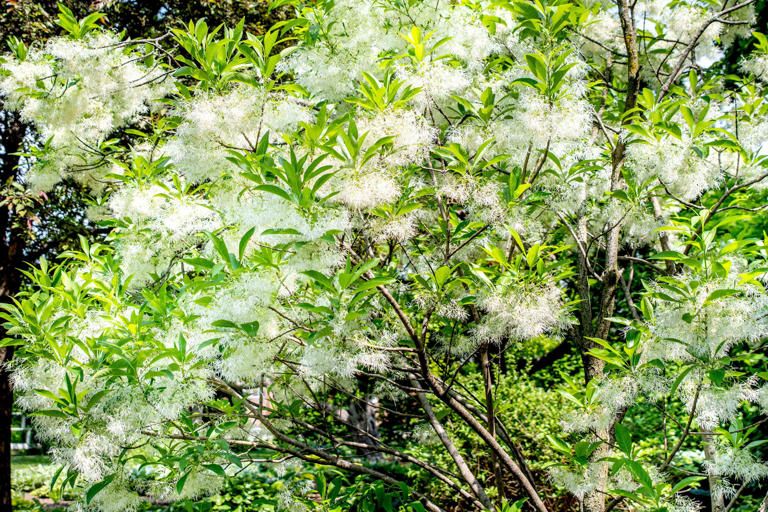 How To Grow And Care For A Fringe Tree