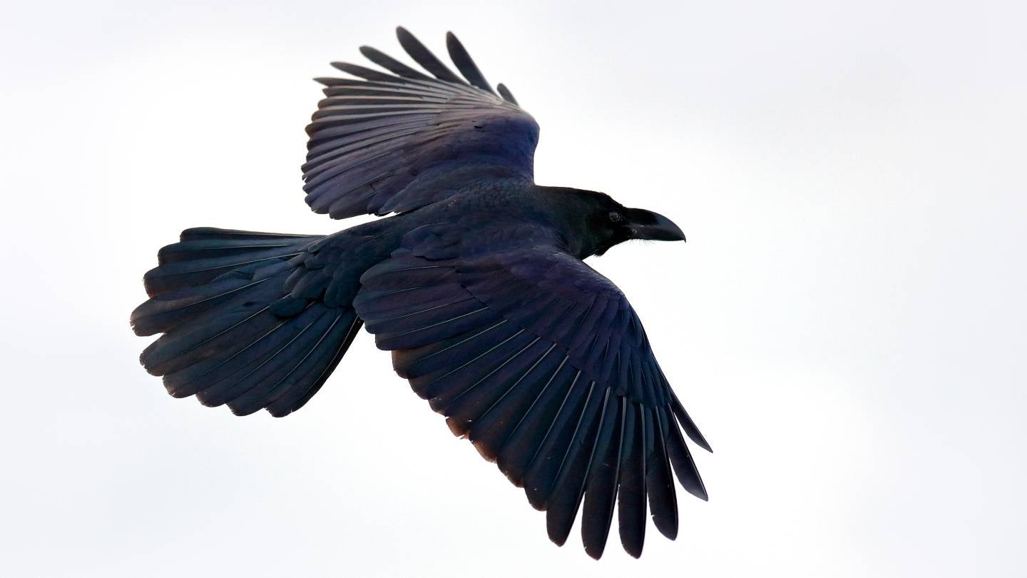 Vaxxas completes enrolment in Phase I H7N9 bird flu vaccine trial