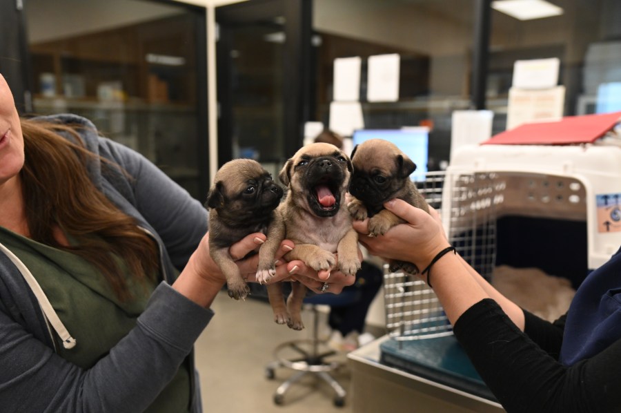 Litter of Pugs rescued from dumpster now up for adoption