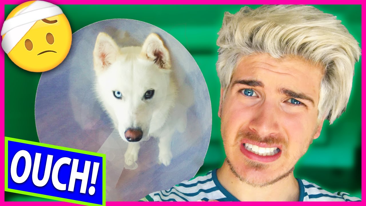 Puppy survives surgery and amazes us with full recovery