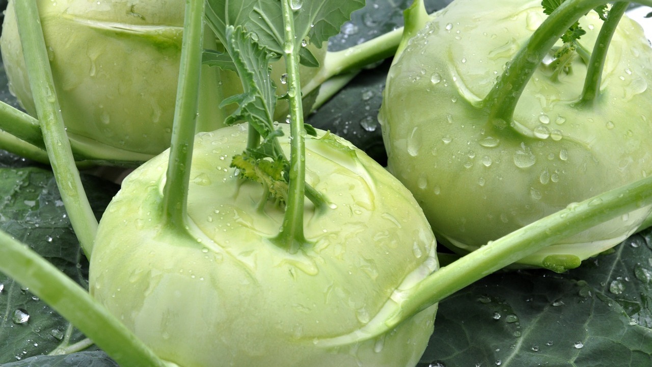 Kohlrabi vorziehen: So gehst du dabei vor