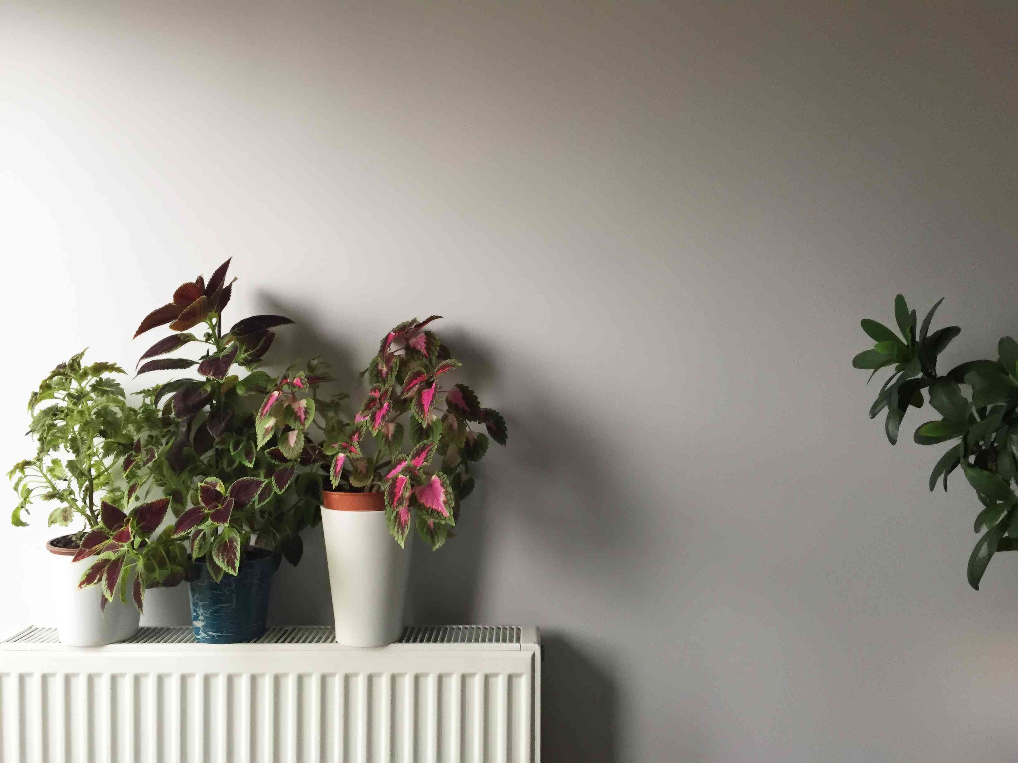 The One Thing in Your House That's Killing Your Plants This Winter (It