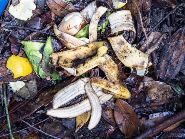 Kommen Orangen- und Bananenschalen auf den Kompost oder in den Müll?