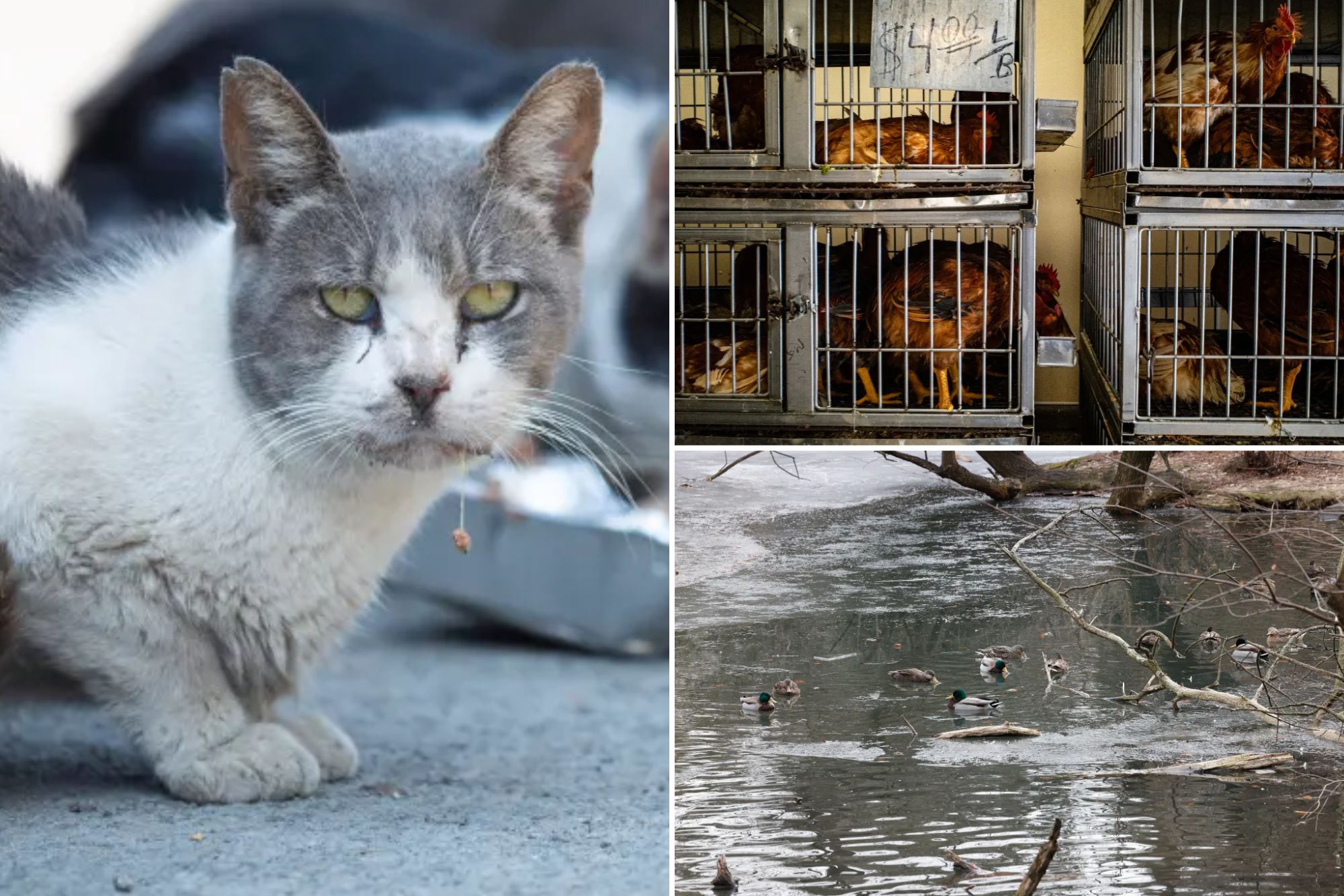 Some of NYC’s 500K stray cats could be infected with bird flu