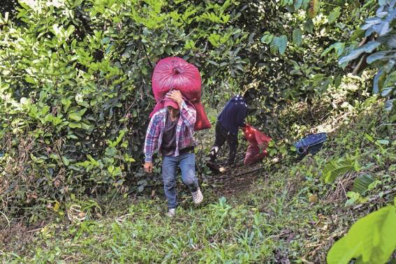Gusano barrenador afecta 500 hectáreas de cultivo de café en Oaxaca; se  desconocen las perdidas que puede generar