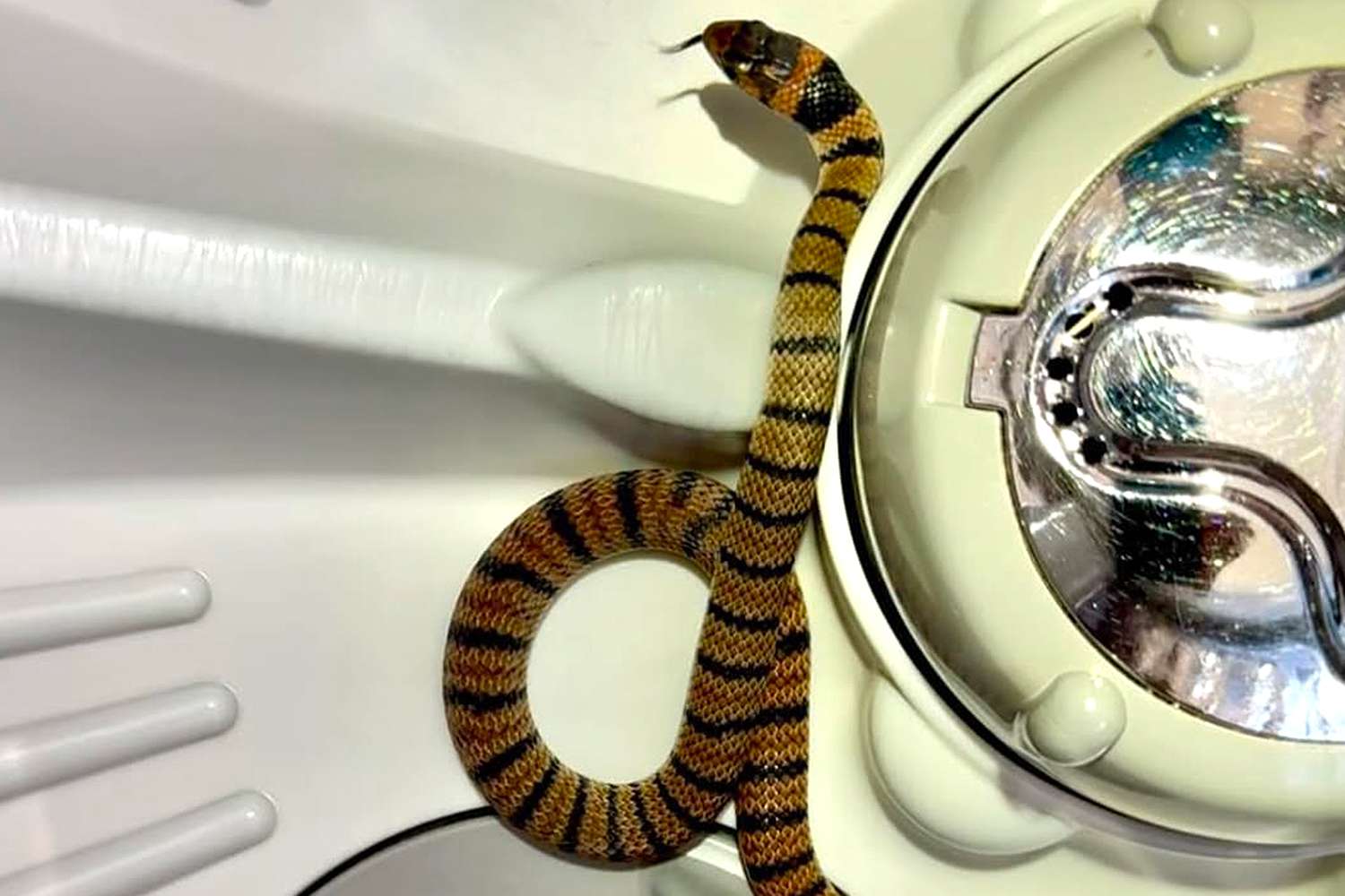 Snake Catcher Discovers 'Dangerously Venomous' Species Slithering in