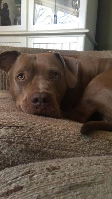Vet to serve jail time for stealing homeless man’s dog