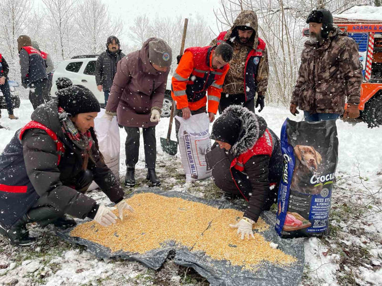 SAMSUN GÖLARDI YABAN HAYATI KORUMA VE GELİŞTİRME SAHASI’NDA YABAN HAYVANLARI İÇİN 15 NOKTAYA YEM BIRAKILDI. (İSMAİL CAN ÇAM/SAMSUN-İHA)