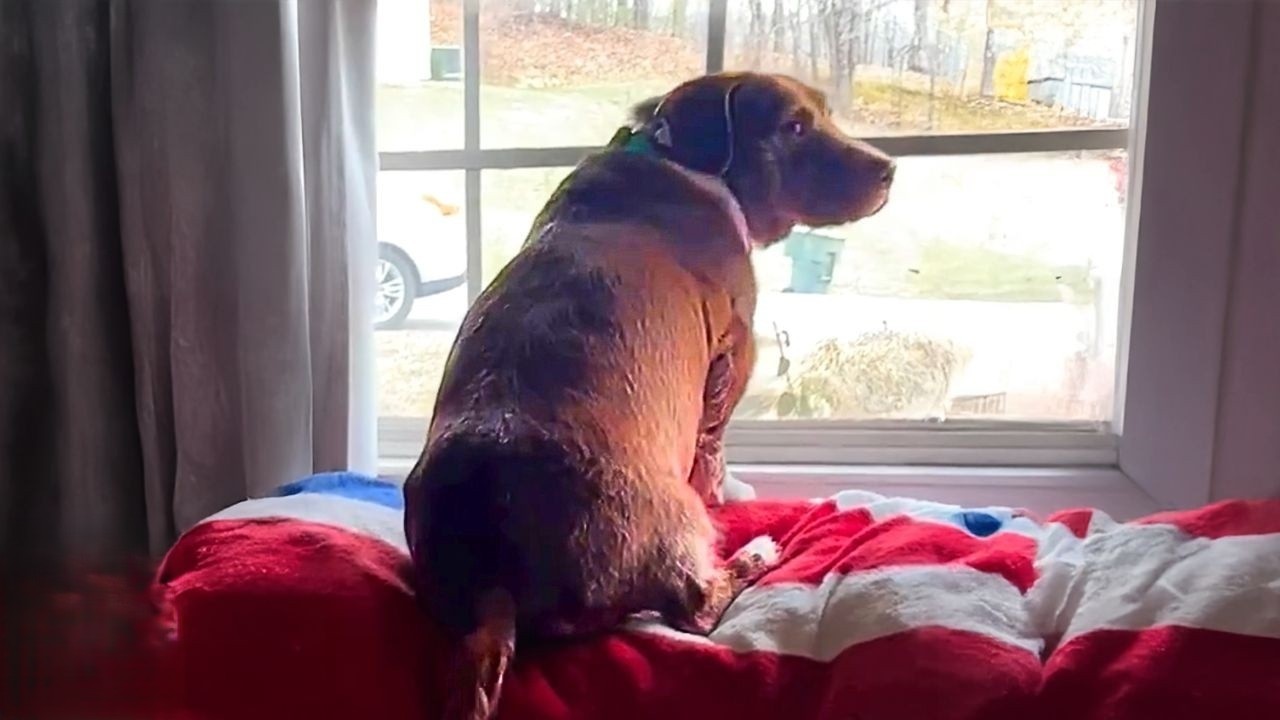 Dog Has the Funniest Reaction Every Time His Crush Walks By