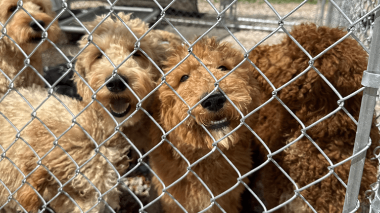 Nearly 200 dogs seized from Alabama home