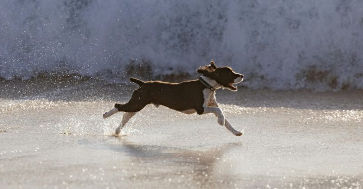 15 warning signs your dog feels afraid around you